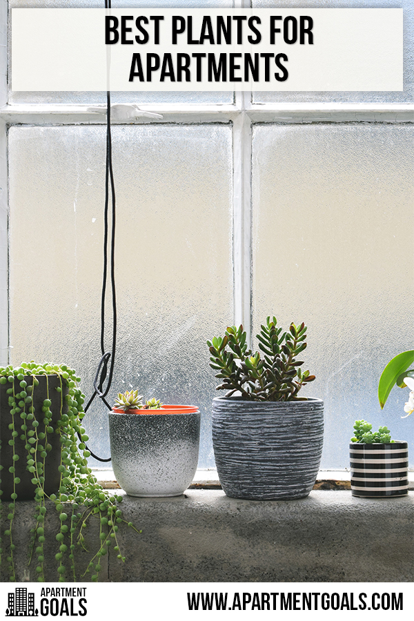 Best Plants for Apartments - Apartment Goals